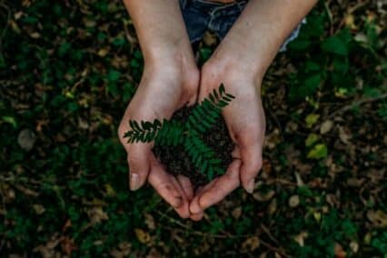 Two hands holding a plant that's about to be planted into the ground